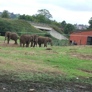 African Elephants at West Midlands Safari Park