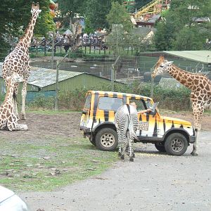 West Midlands Safari Park