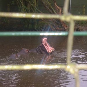 Hippos at West Midlands Safari Park