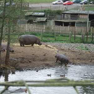 Hippos at West Midlands Safari Park