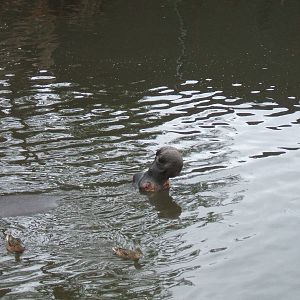 Hippo at West Midlands Safari Park