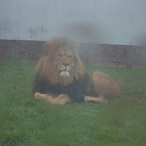 Lion at West Midlands Safari Park