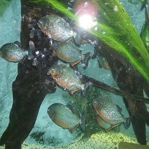 Red-Bellied Pirannha at West Midlands Safari Park