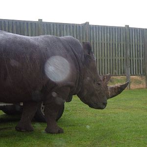 White Rhino at West Midlands Safari Park
