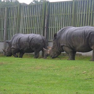 White Rhinos at West Midlands Safari Park