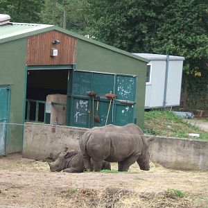 White Rhinos at West Midlands Safari Park
