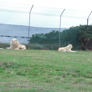 White Lions at West Midlands Safari Park