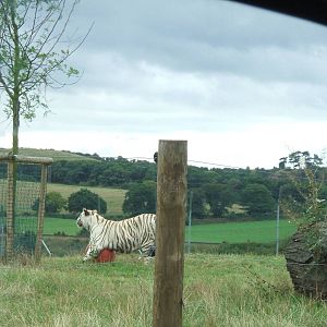 White Tiger at West Midlands Safari Park