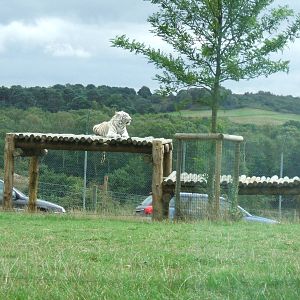 White Tiger at West Midlands Safari Park
