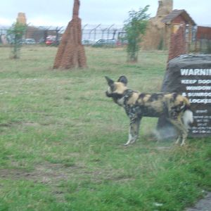 African Wild Dog at West Midlands Safari Park