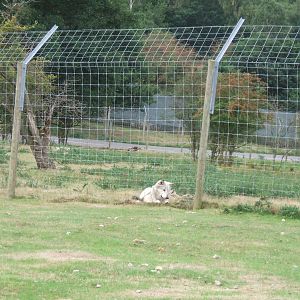 Canadian Timber Wolf at West Midlands Safari Park