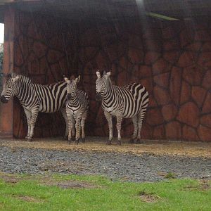 Zebra at West Midlands Safari Park