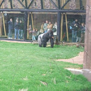 Bongo (aka Bobby) in Gorilla Kingdom