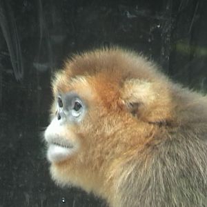 Golden Snub-nosed Monkey