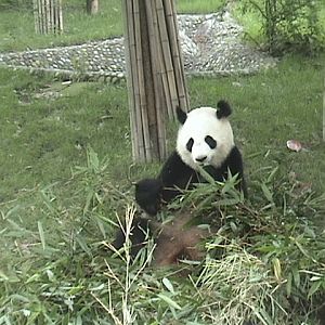 Chengdu Giant Panda