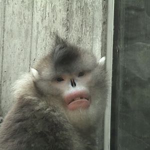 Yunnan Snub-nosed Monkey 2