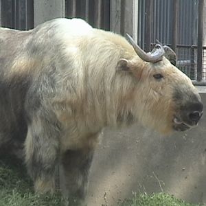 Sichuan Takin