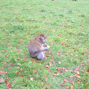 Barbary Macaque