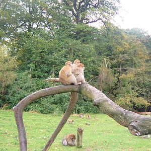 Barbary Macaques