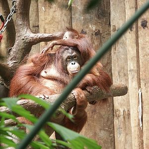 Sumatran Orang-utans in Krefeld