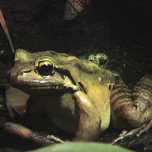 Mountain Chicken Poznan Zoo