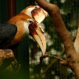 Aceros plicatus at Walsrode