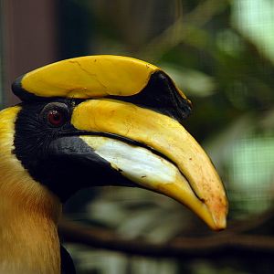 Great Hornbill at Walsrode