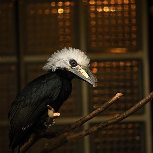Long tailed Hornbill at Walsrode