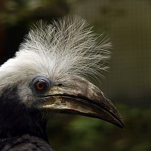 White-crowned hornbill at Walsrode