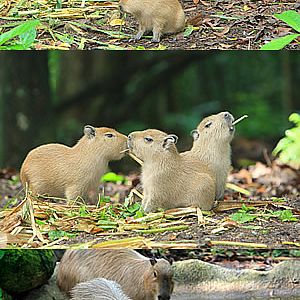 Capybara pups, Night Safari