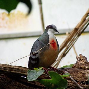 Bleeding Heart Dove (CWP)