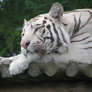 White Bengal Tiger at West Midland Safari Park