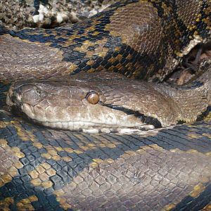 Retic at Chester Zoo