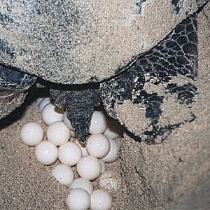 Turtle sat on ping-pong balls