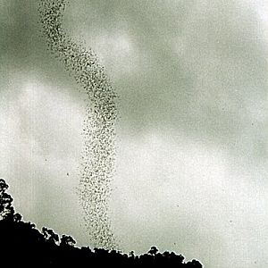 Bats take flight - Mulu N.P. (Borneo)