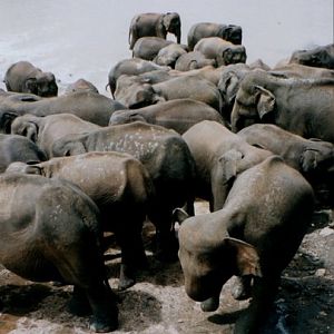 Pinnewalla Ele Orphanage - Sri Lanka