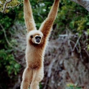 Lar Gibbon - Thailand