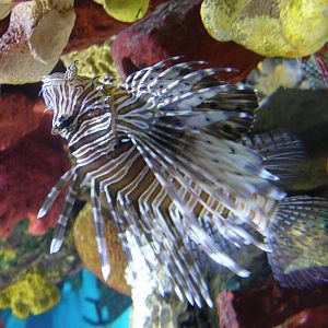 Lion Fish - Budapest Tropiquarium
