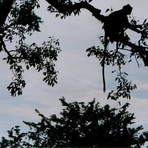 Hanuman Langur - Yala National Park