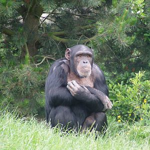 Chimp at Chester