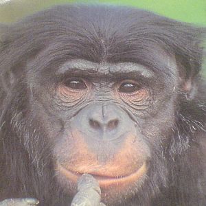 Bonobo