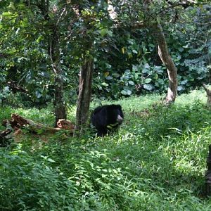 Sloth Bear, Night Safari