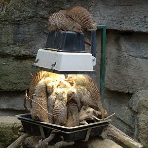 Banded Mongoose - Vienna 2006