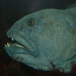 Wolf Fish - Bergen Aquarium Norway 2007