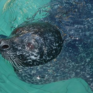 Harbour Seal - Bergen Aquarium Norway 2007