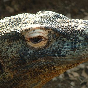 Komodo Dragon - London 2007