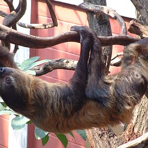 2 toed Sloth - Clore, London 2007