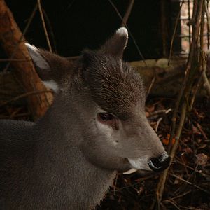 Michies' Tufted Deer - Twycross 2006