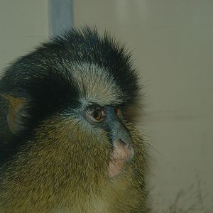 Crowned Guenon - Twycross 2006