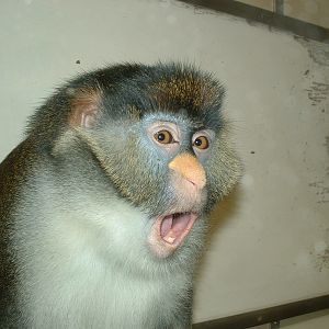 Red Tailed Guenon - Twycross 2006